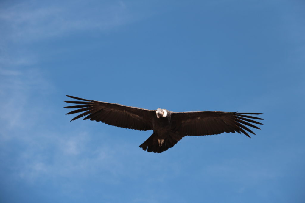 Colca Canyon Andenkondor