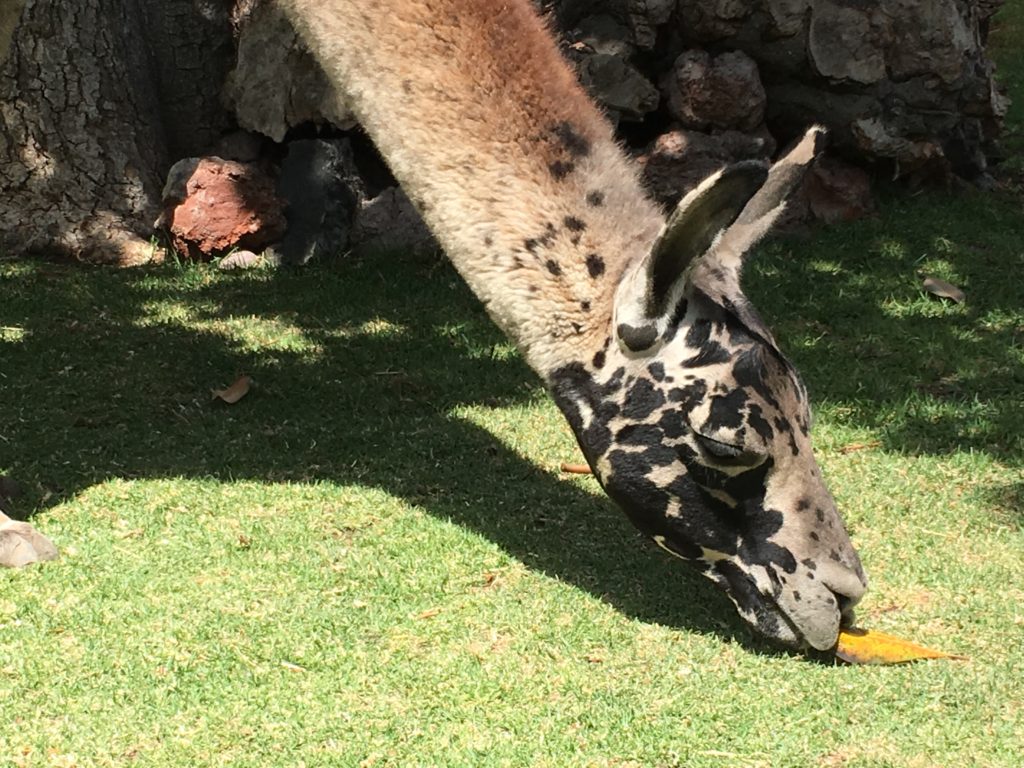 Arequipa - Mundo Alpaca 