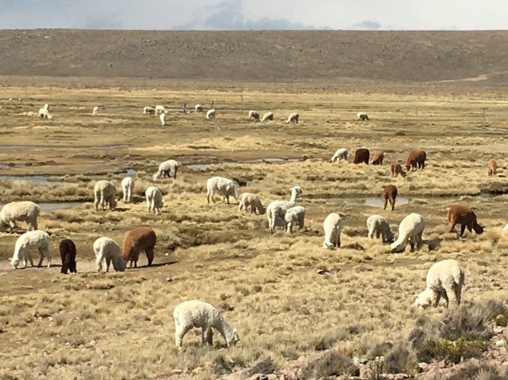 Colca Canyon 