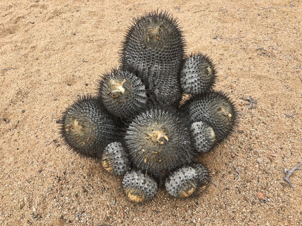 Nationalpark Pan de Azúcar 