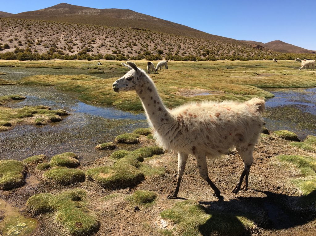 Salar de Uyuni - Lamaherde