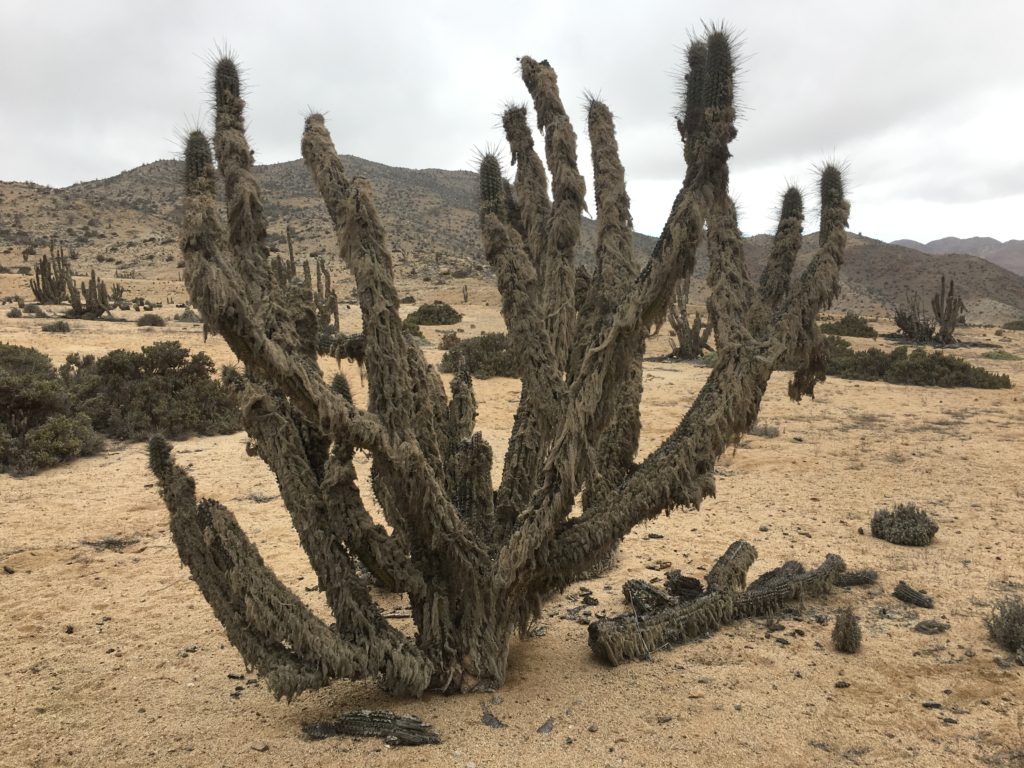 Nationalpark Pan de Azúcar 