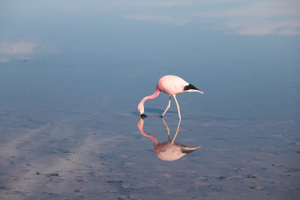 Salar de Atacama Flamingo