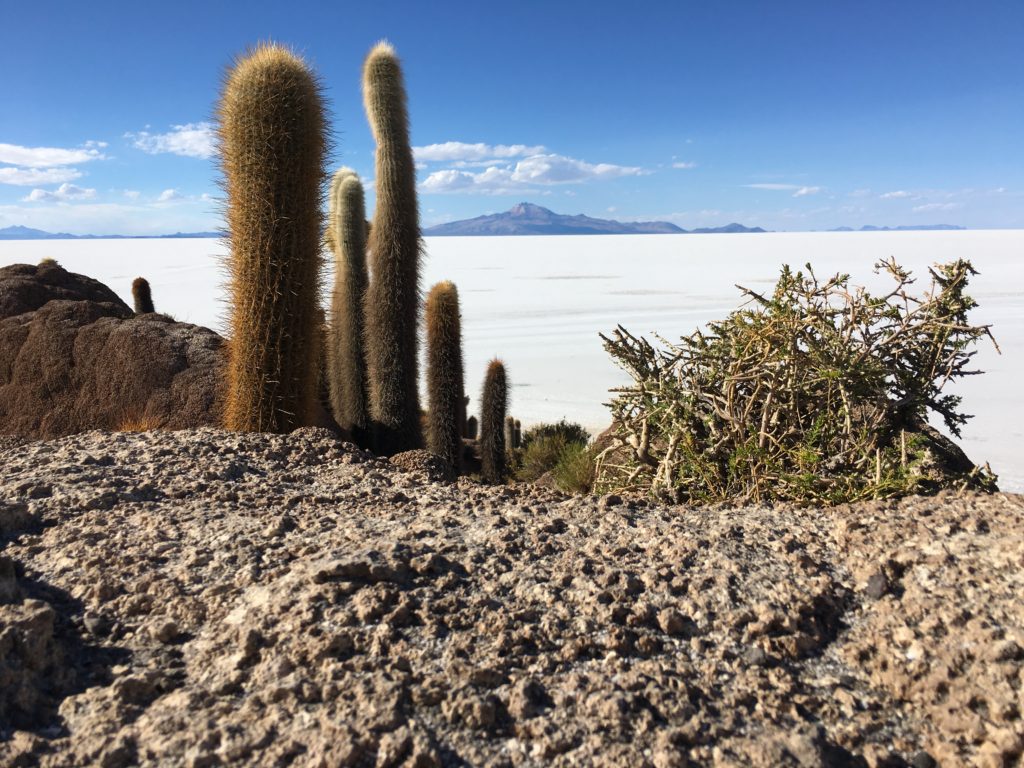 Salar de Uyuni - Isla Incahuasi 