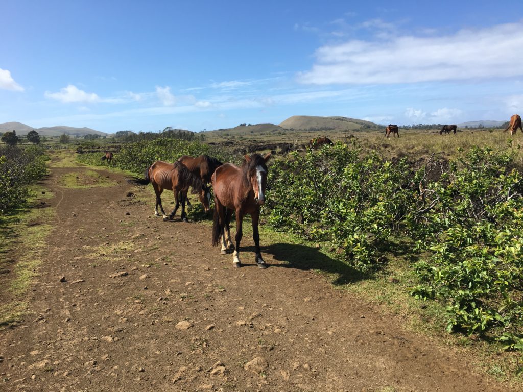 Rapa Nui Camino 