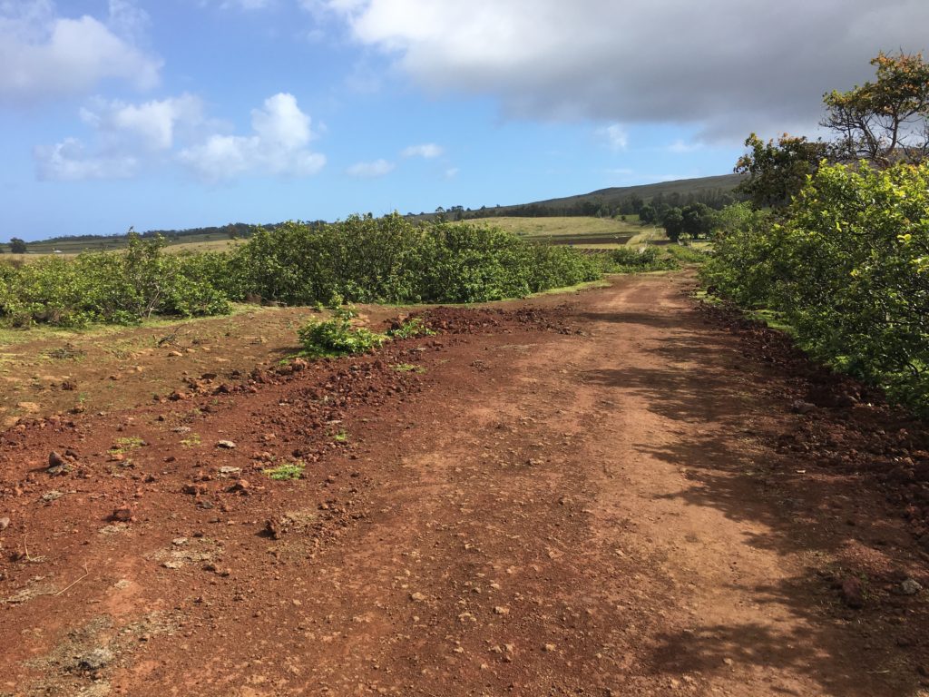 Rapa Nui Camino