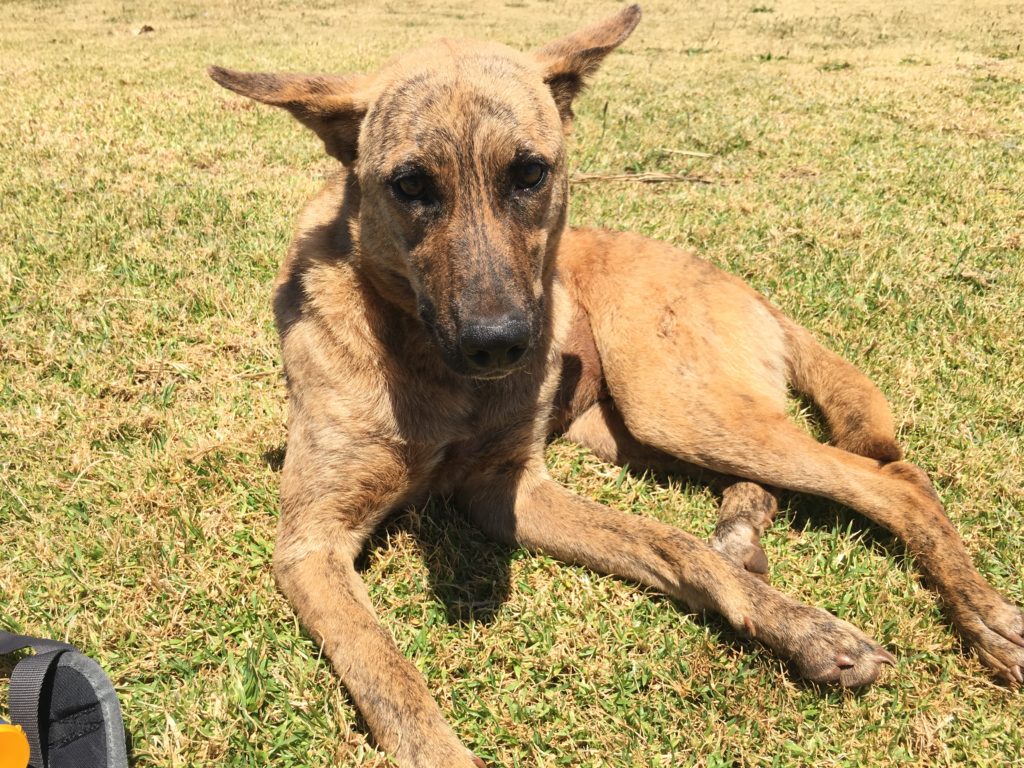 Rapa Nui - Dog