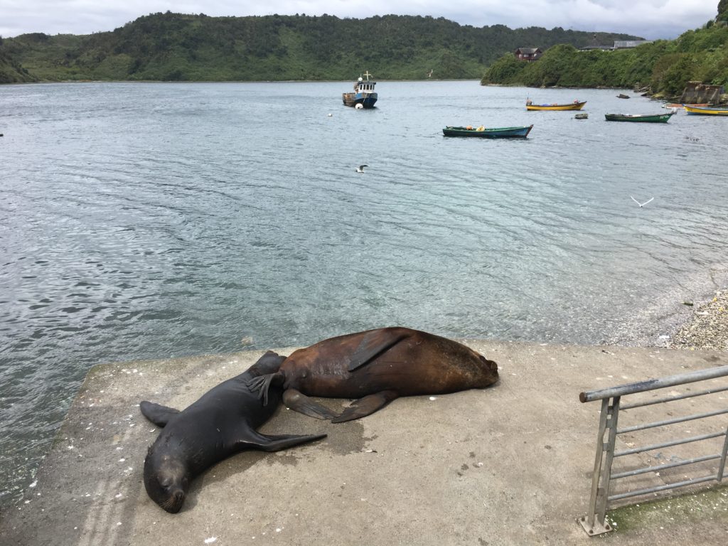 Puerto Montt - Angelmó 