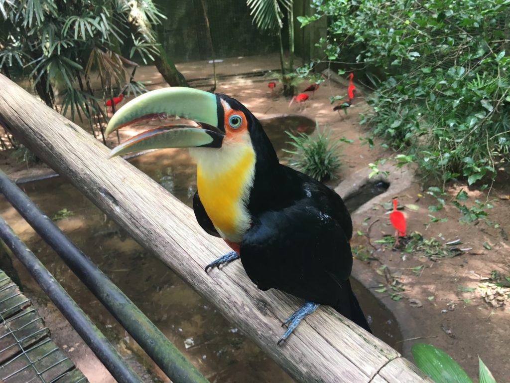 Foz do Iguaçu - Parque das Aves