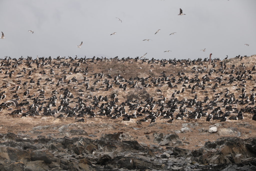 Ushuaia - Isla de los Pájaros 