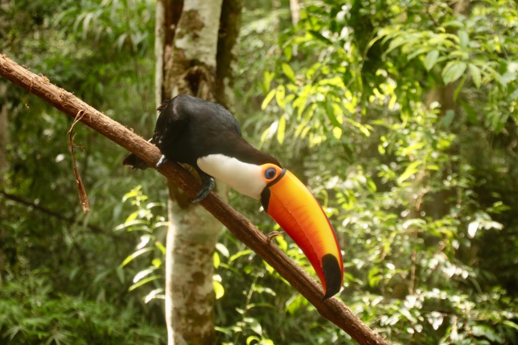 Foz do Iguaçu - Parque das Aves