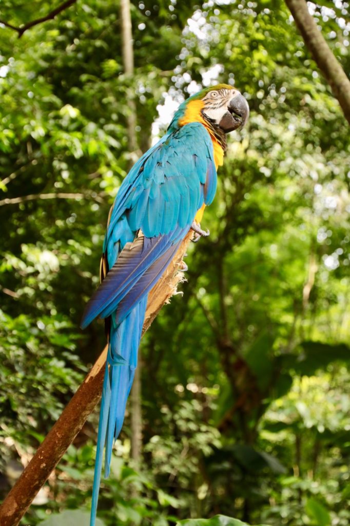 Foz do Iguaçu - Parque das Aves