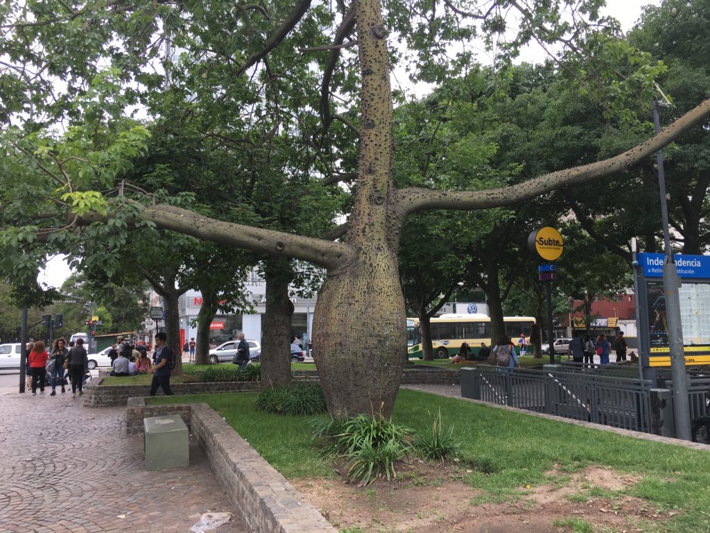 Buenos Aires Baum