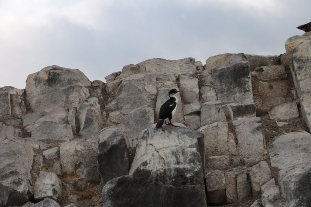 Ushuaia - Isla de Pájaros 