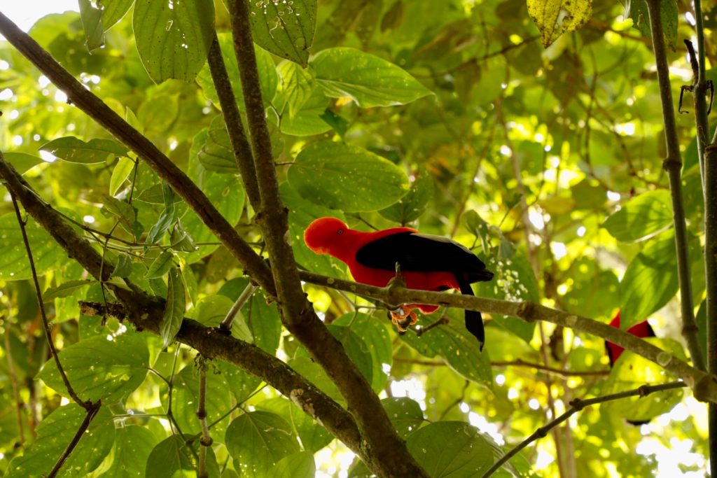 Jardín - Gallito de Roca