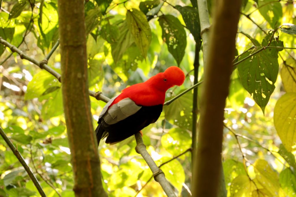 Jardín - Gallito de Roca