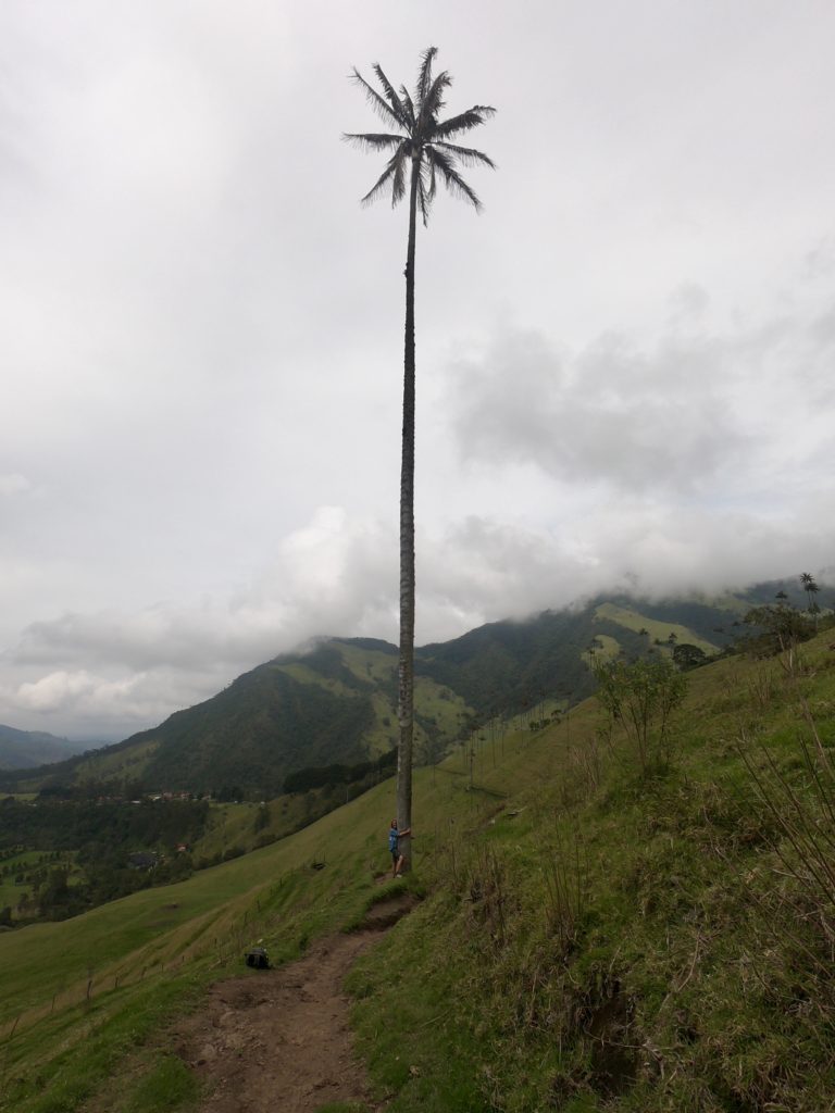 Salento - Cocora Valley Wachspalmen