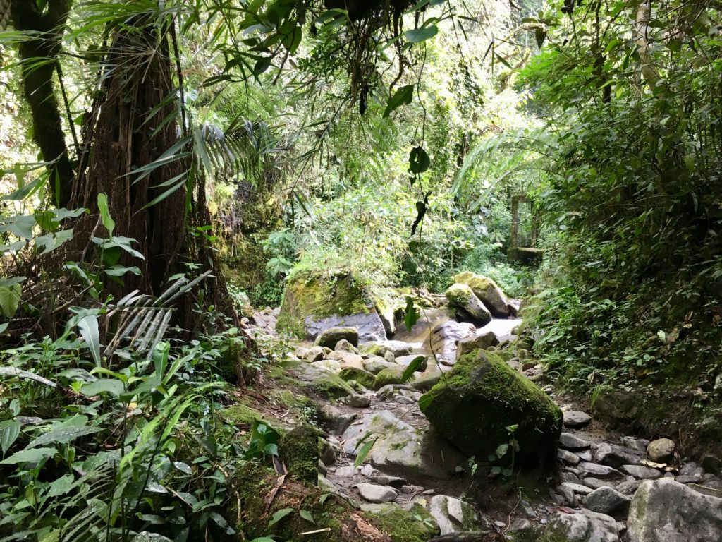 Salento - Cocora Valley Trek