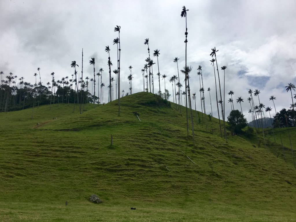 Salento - Cocora Valley Wachspalmen