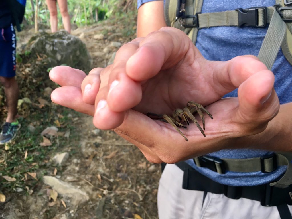 Trek Ciudad Perdida - Spinne