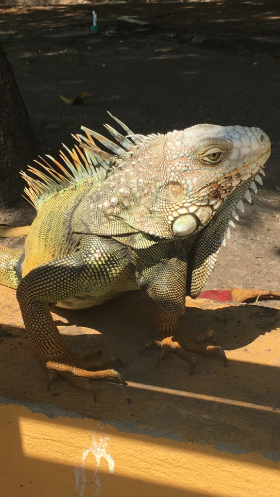 Cartagena - Iguana