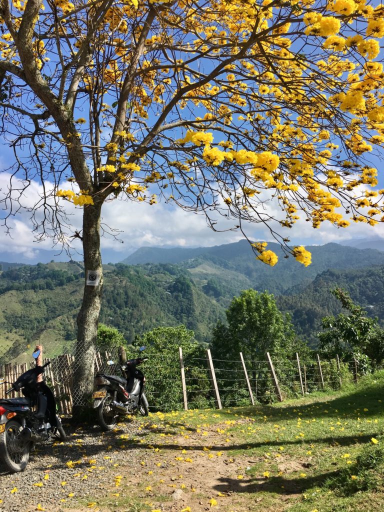 Salento - Alto de la Cruz