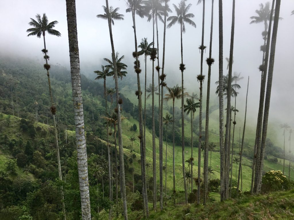 Salento - Cocora Valley Wachspalmen 