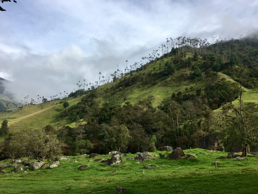 Salento - Cocora Valley Trek