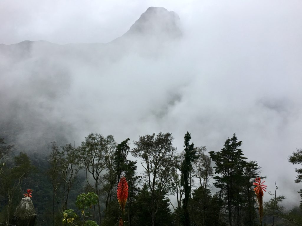 Salento - Cocora Valley Trek