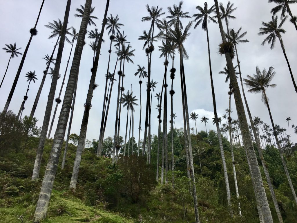 Salento - Cocora Valley Wachspalmen