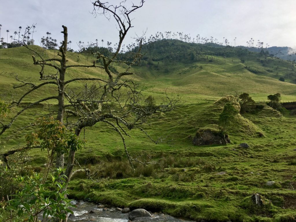 Salento - Cocora Valley Trek