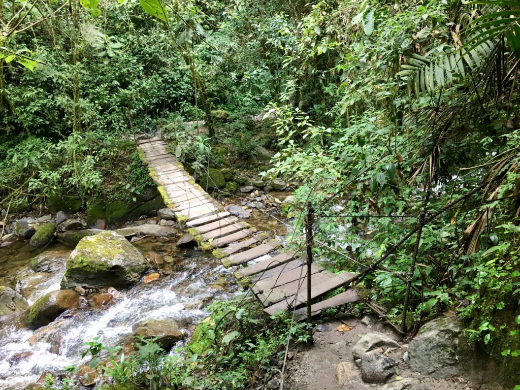 Salento - Cocora Valley Trek 