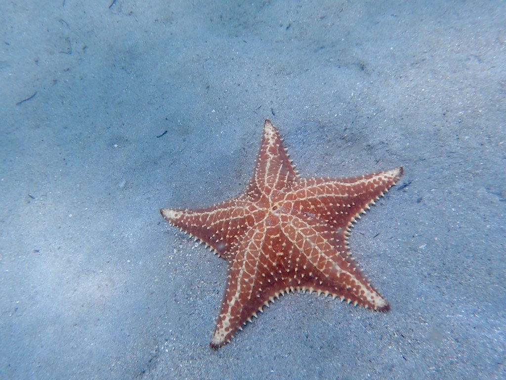 Bocas del Toro - Starfish Beach