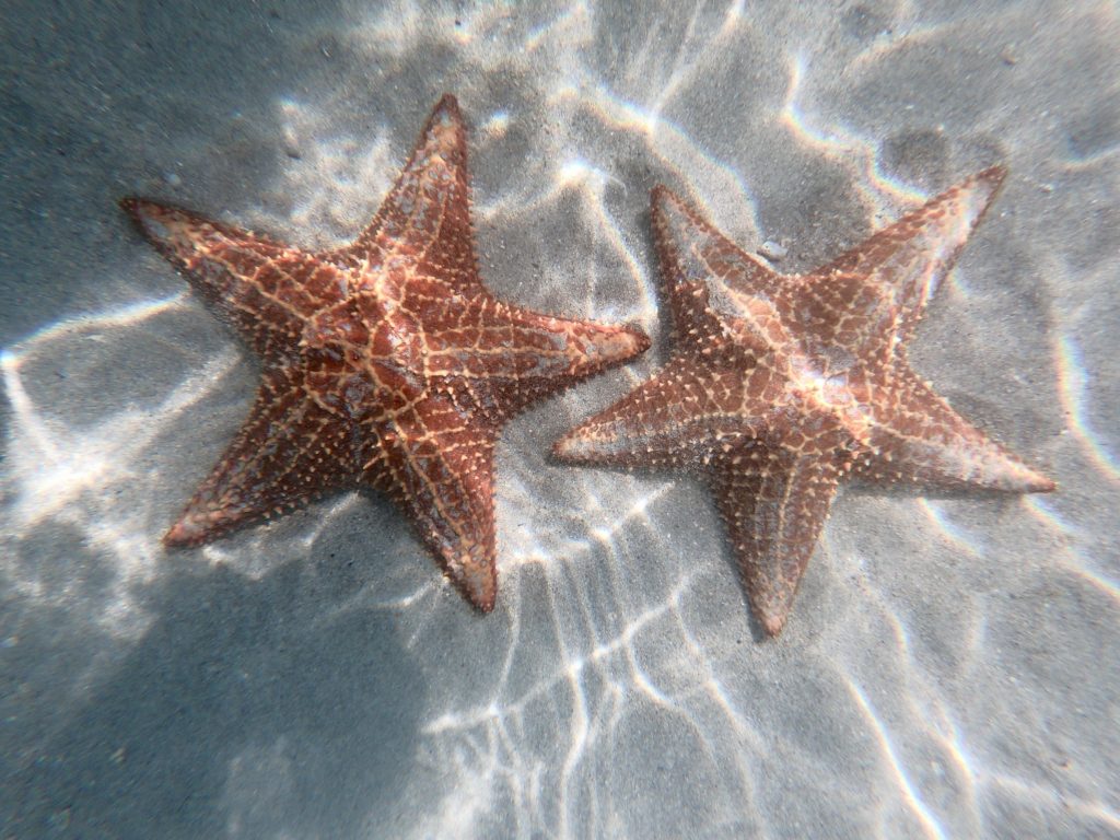 Bocas del Toro - Starfish Beach