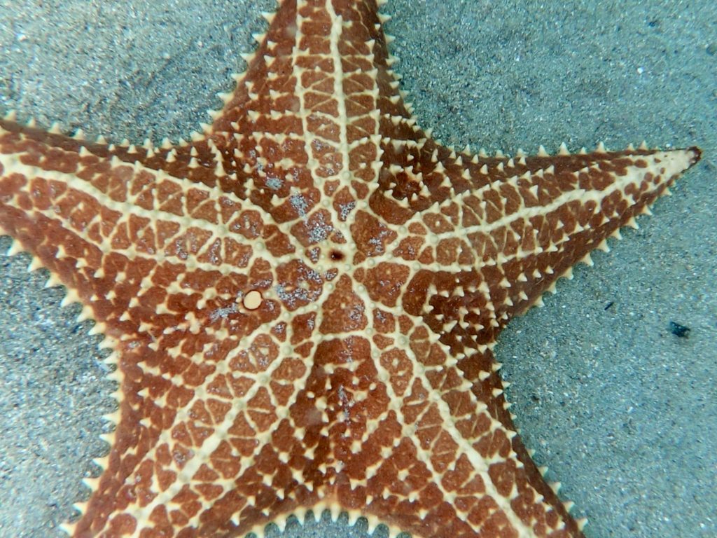 Bocas del Toro - Starfish Beach